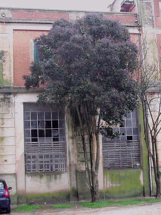 Ligustrum lucidum, ovvero esordio di un''invasione biologica